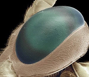 SEM Images Of Insects Drucke: Compound eye of wasp, SEM