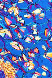 Polarized Light Microscopy Drucke: Compound starch grains, light micrograph