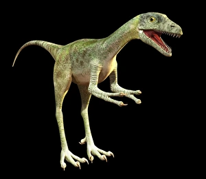 Late Jurassic Period Dinosaurs Drucke: Compsognathus dinosaur