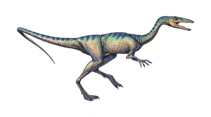 Drucke von Compsognathus ist ein Dinosaurier. Computerartwork des fleischfressenden, zweibeinigen Dinosaurs Compsognathus longipes Bilder Datiert 2008 April: Kompsognathus-Dinosaurier, Computerkunstwerk