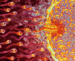 Kunst des Computers bei der Befruchtung von Eizellen und Spermien