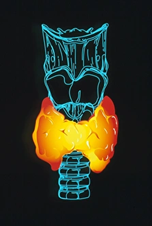 Thyroid Gland Anatomy Drucke: Computer art of thyroid gland on windpipe