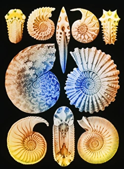 Bilder aus dem Jahr 1996: Computergegenstände-Kunstwerk von Ammoniten (von Ernst Haeckel)