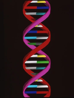 Deoxyribonucleic Acid Drucke: Computer artwork of part of a beta DNA molecule
