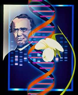 Deoxyribonucleic Acid Image Drucke: Computer artwork of the botanist Gregor Mendel