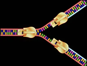 DNA Drucke: Computergebilde der DNA-Replikation