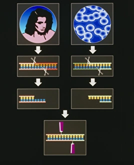 Deoxyribonucleic Acid (DNA) Drucke: Computer artwork of genetic engineering process