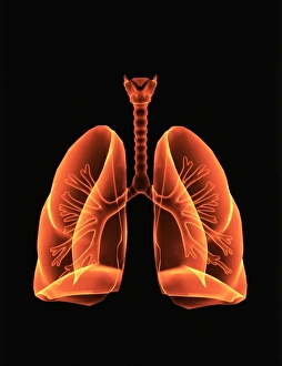 Respiratory System Diagram Drucke: Computer artwork of healthy human lungs