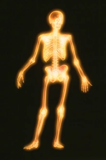 Human Skeleton Drucke: Computer artwork of a healthy human skeleton