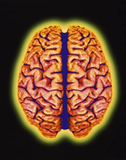 Central Nervous System CNS Drucke: Computer artwork of the human brain (top view)