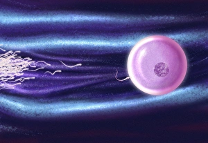 Fertilization Process Drucke: Computer artwork of human sperm fertilising an egg