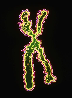 Drucke von Die X-Chromosom. Computergrafik basierend auf einer Lichtmikroskopie eines menschlichen X-Chromosomes, einem der beiden Geschlechtschromosome Bilder Datiert 2004 März: Kunstwerk aus dem Computer über das menschliche X-Chromosom