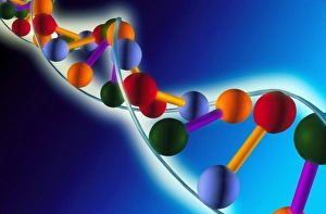 Double Helix Model Drucke: Computer artwork of part of a molecule of DNA