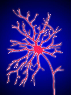 Nerve Impulse Transmission Drucke: Computer artwork of a multipolar nerve cell