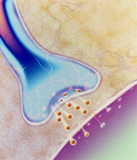 Nerve Synapse Drucke: Computer artwork of a nerve synapse