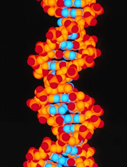 Double Helix Model Drucke: Computer artwork of a segment of beta DNA
