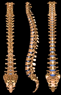 Human Spine Anatomy Drucke: Computer artwork of three views of a human spine