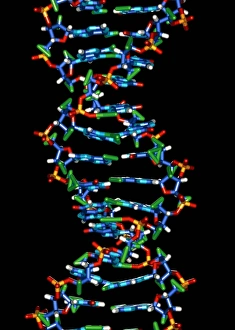 Deoxyribonucleic Acid Drucke: Computer graphic of a human DNA molecule