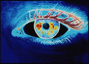 Human Eye Anatomy Drucke: Computer graphic of a human eye (negative-image)