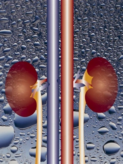 Kidney Anatomy Drucke: Computer graphic of kidneys (waterdrop background)