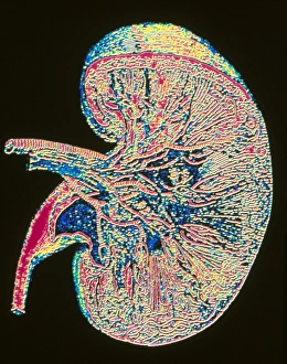 Human Kidney Anatomy Drucke: Computer graphic of section through human kidney