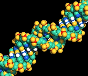 Deoxyribonucleic Acid Model Drucke: Computer graphic of a segment of beta DNA
