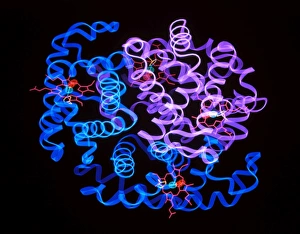 Red Blood Cell Anatomy Drucke: Computer graphics of haemoglobin blood substitute