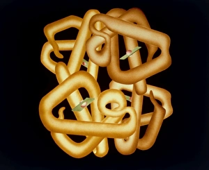 Red Blood Cell Anatomy Drucke: Computer graphics of haemoglobin molecule