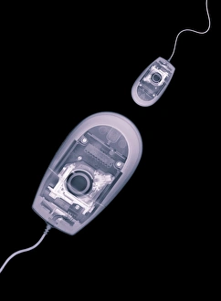 Diatom Micrograph Drucke: Computer mice, X-ray artwork