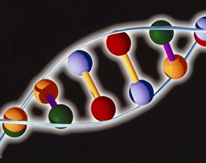 DNA Structure Drucke: Computer representation of DNA with base pairs