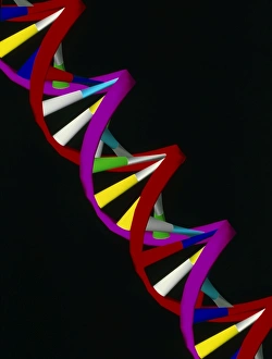 Double Helix Structure Drucke: Computer representation of part of a DNA molecule