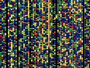 DNA Drucke: Rechnerbildschirm mit einem menschlichen Genomsequenz