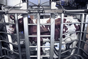 Cow Milk Production Drucke: Computerised milking of cow