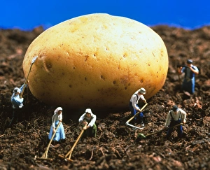 Drucke von Genetisch verändertes Kartoffel. Konzeptuelle Abbildung zur Landwirtschaft eines riesigen genetisch veränderten Potatoes Bilder Datiert 2003 Januar: Konzeptuelle Darstellung eines genetisch veränderten Kartoffels