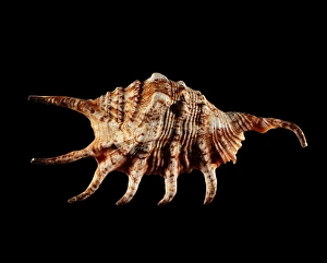Marine Gastropod Mollusc Drucke: Conch shell C019 / 1336