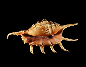 Marine Gastropod Mollusc Drucke: Conch shell C019 / 1337