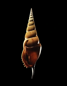 Marine Gastropod Mollusc Drucke: Conch shell C019 / 1358