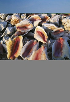 Seashell Images Drucke: Conch shells