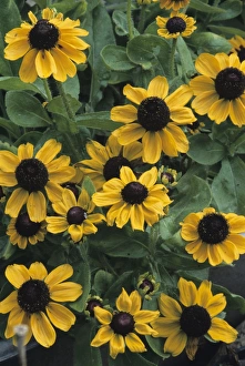 Garden Design Ideas Drucke: Cone flowers