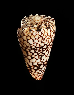 Marine Gastropod Mollusc Drucke: Cone shell C019 / 1309