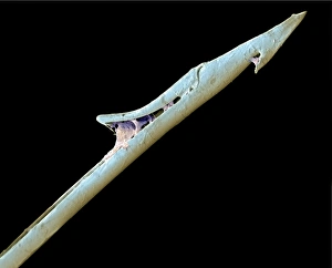 Scanning Electron Micrograph SEM Drucke: Cone shell harpoon, SEM