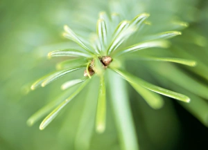 Coniferous Plants Drucke: Conifer leaves