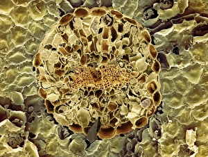Vascular Bundle Structure Drucke: Conifer needle, SEM