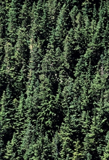 Evergreen Trees Drucke: Coniferous forest