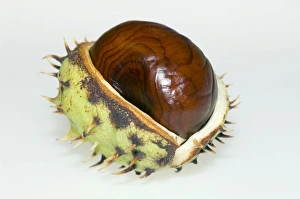 Aesculus Hippocastanum Drucke: Conker