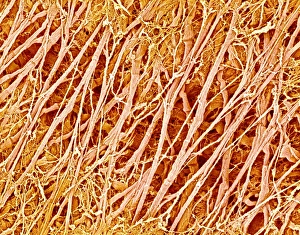 Scanning Electron Micrograph Images Drucke: Connective tissue, SEM C015 / 9929
