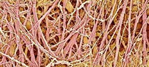 Scanning Electron Micrograph Images Drucke: Connective tissue, SEM C015 / 9930