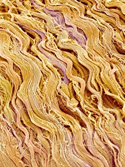 Scanning Electron Micrograph Images Drucke: Connective tissue, SEM C015 / 9934