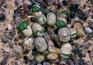 Small Succulents Drucke: Conophytum minutum