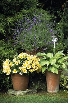 Peruvian Lily Drucke: Container plants